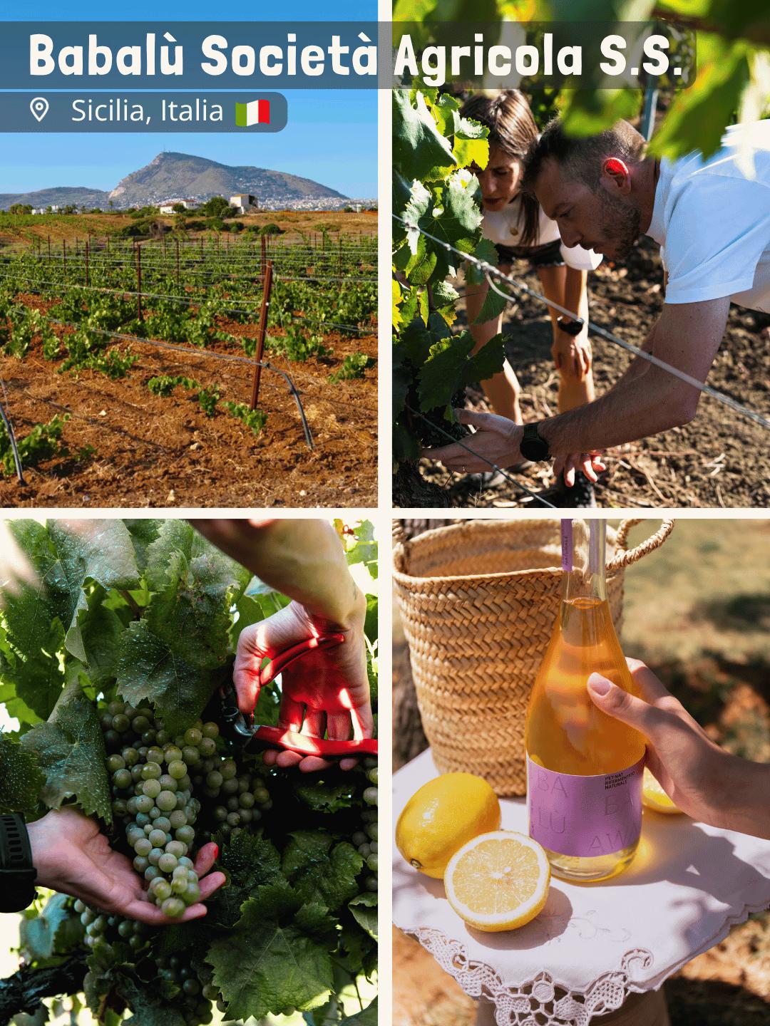 Babalù Società Agricola S.S.
